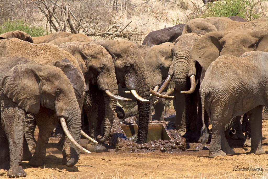 Elerai Camp Hotel Amboseli Kültér fotó