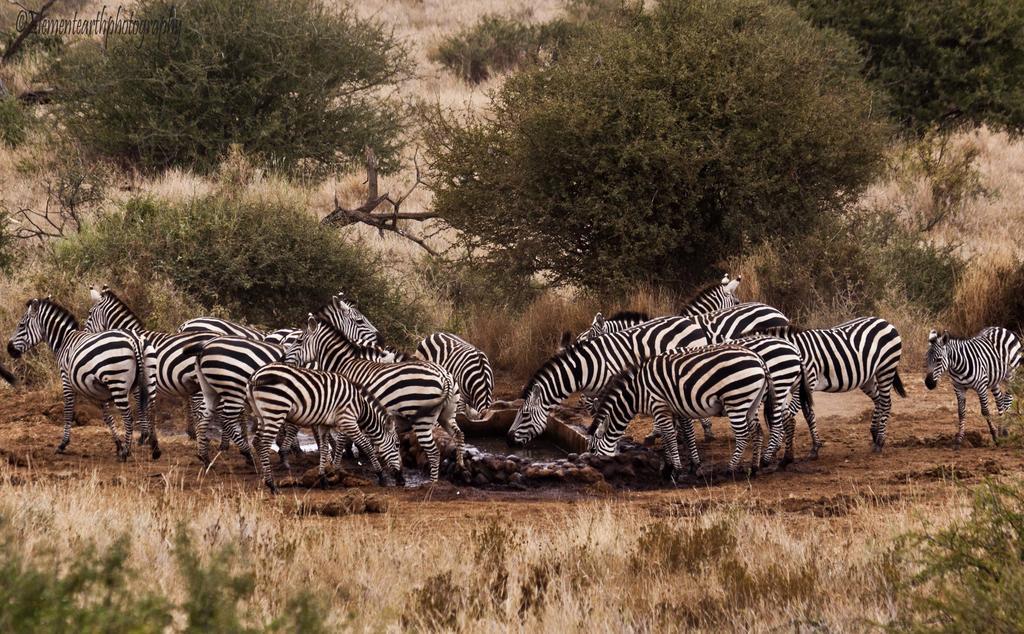 Elerai Camp Hotel Amboseli Kültér fotó