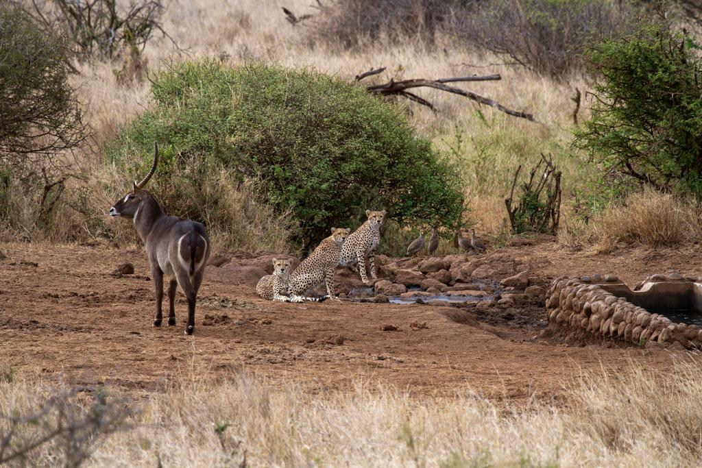 Elerai Camp Hotel Amboseli Kültér fotó