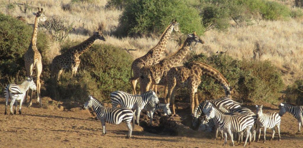 Elerai Camp Hotel Amboseli Kültér fotó